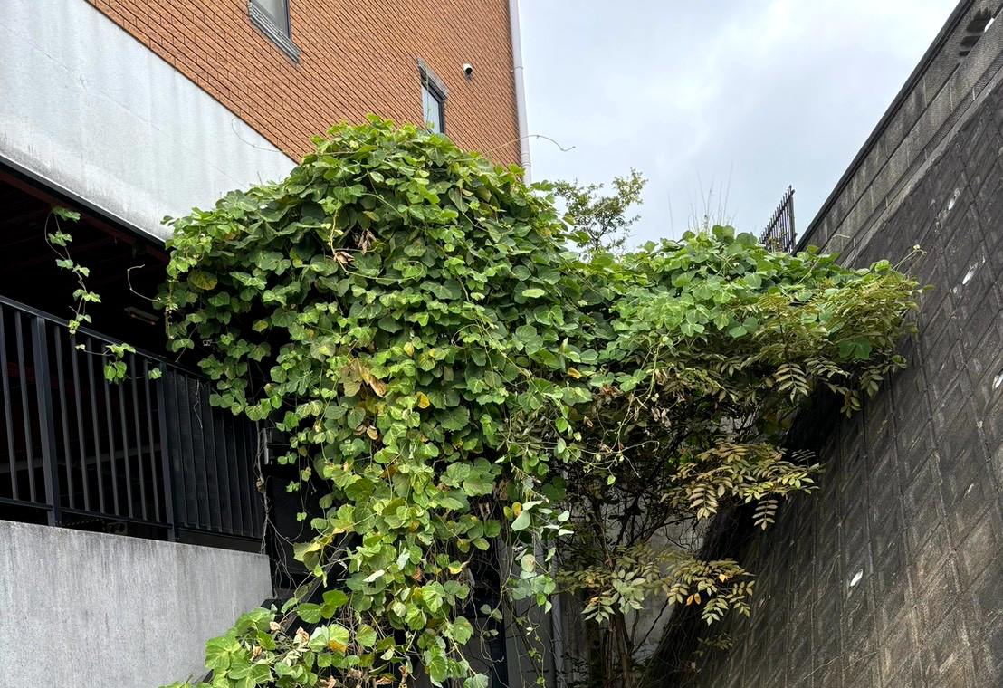 建物の壁面と外階段を覆うように大きく茂ったつる植物の施工前の様子